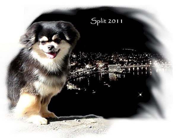 CH. Baby love of lollipop - 1st Exc Champion bitch Class - CAC - BOS