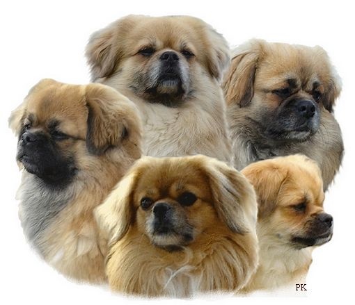 CH. Mona lisa of lollipop - 1st Exc Junior Bitch class - BOB Junior / Meilleur Jeune