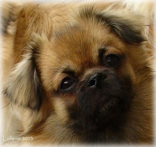 CH. Que sera sera of lollipop - Meilleur Jeune / BOB Junior