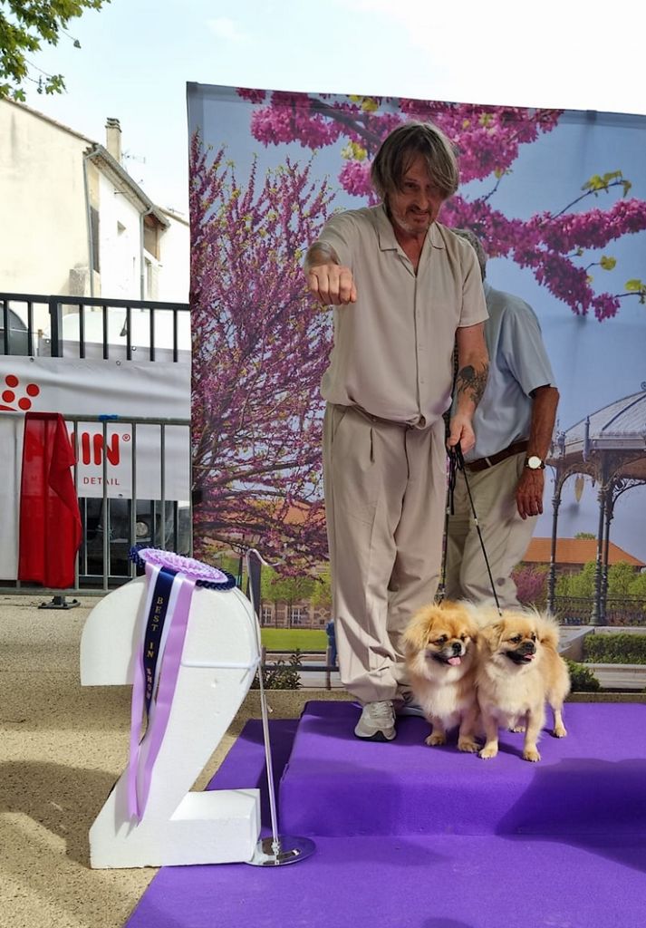 CH. Glitter lovelight of lollipop - Best in Show 2 all breeds Couple