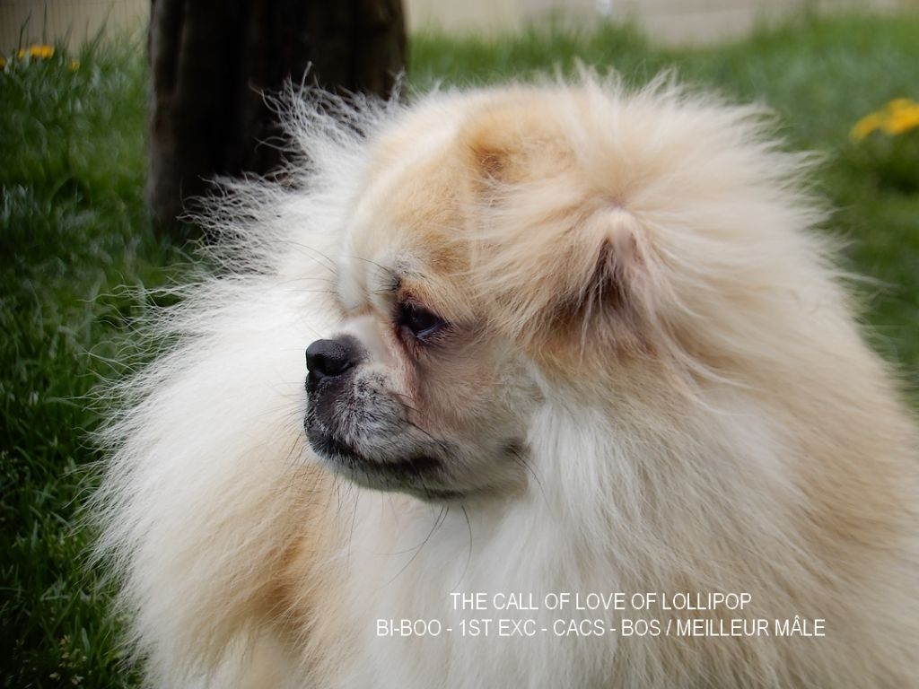 The call of love of lollipop - 1er Excellent - CL Ouverte mâle - CACS - BOS / Meilleur Mâle
