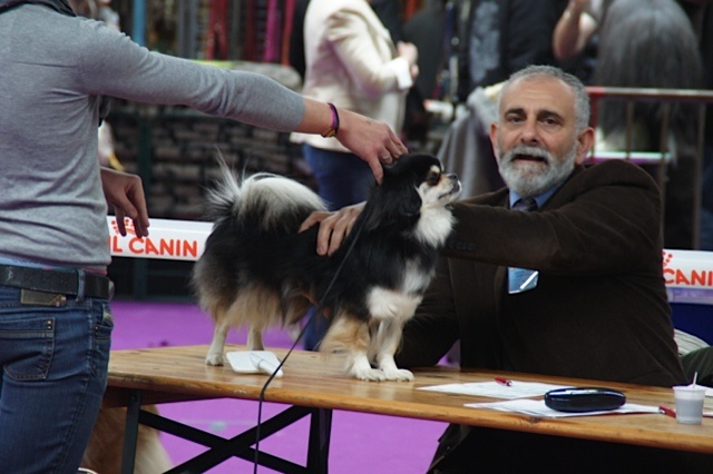 CH. Baby love of lollipop - 1ere Exc Classe CH Fem / CACIB / BOS / Meilleur femelle