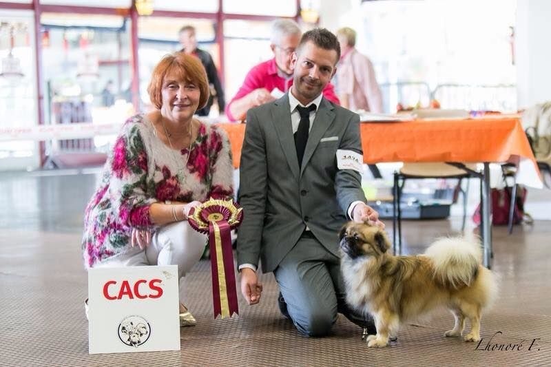 CH. Que sera sera of lollipop - CACS - BEST of Breed / Meilleur de Race