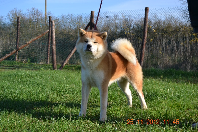 Publication : des Dragons du Soleil Levant