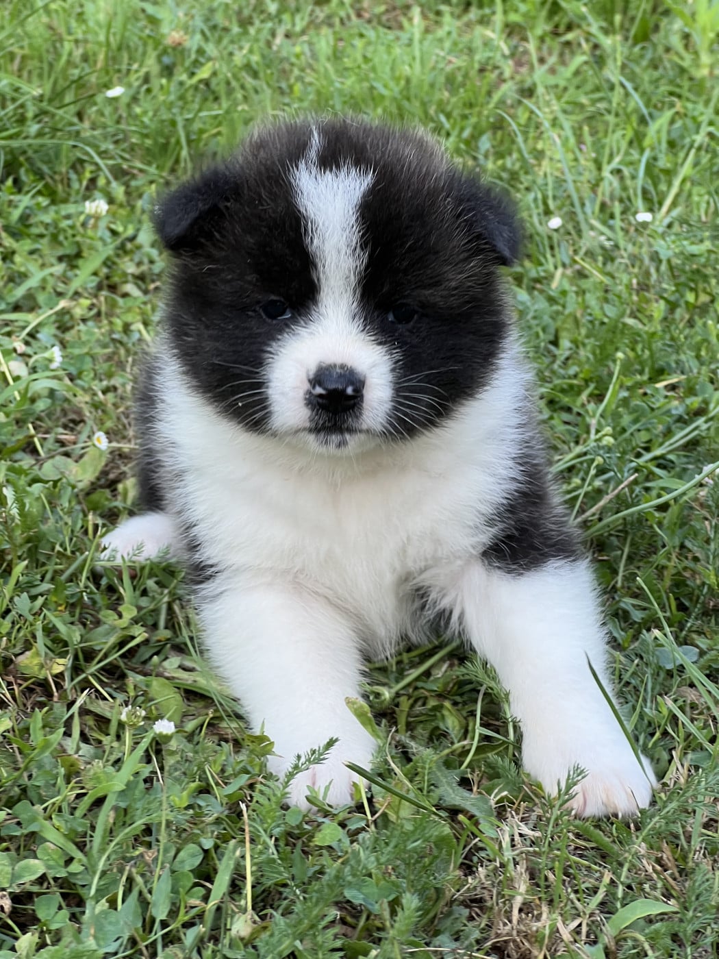 Chiot Akita