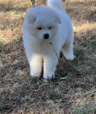Les chiots de Akita