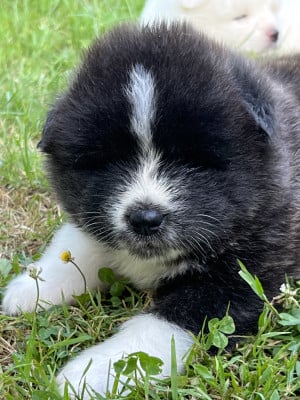 Les chiots de Akita