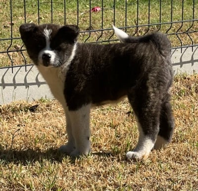 Les chiots de Akita