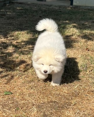 Les chiots de Akita