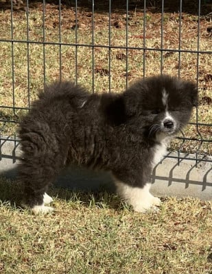 Les chiots de Akita