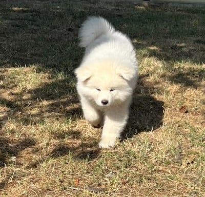 Les chiots de Akita