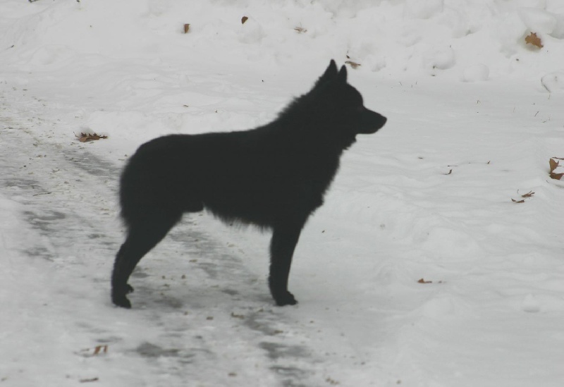 Publication : Renjen