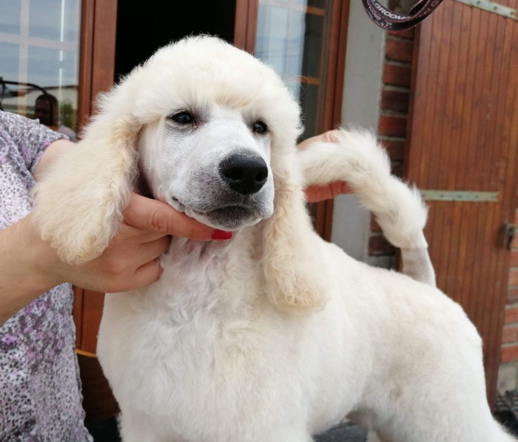 CHIOT - Caniche