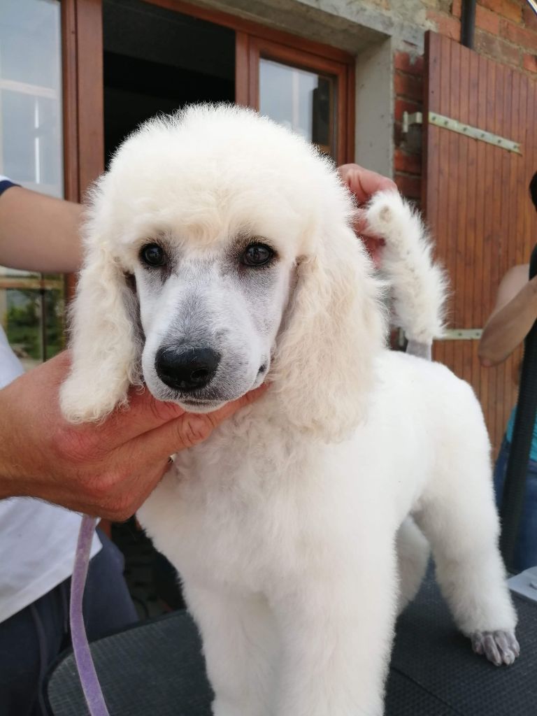 CHIOT - Caniche