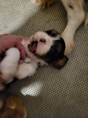Les chiots de Cavalier King Charles Spaniel