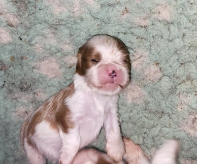 Les chiots de Cavalier King Charles Spaniel