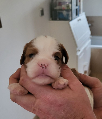 Les chiots de Cavalier King Charles Spaniel