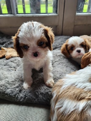 Les chiots de Cavalier King Charles Spaniel