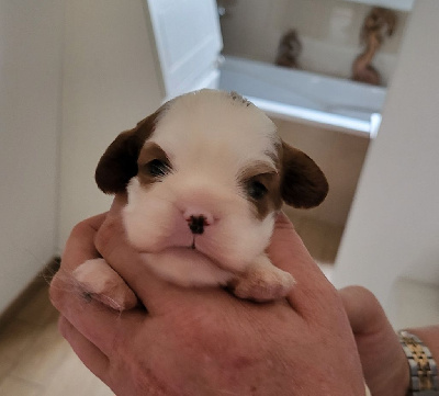 Les chiots de Cavalier King Charles Spaniel
