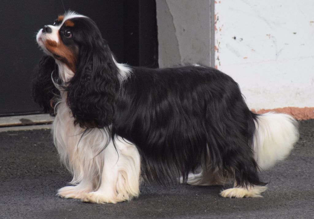 CH. Mr cute elensis the royal choice - 1er excellent CACS