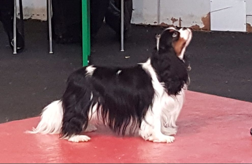 CH. Mr cute elensis the royal choice - 3ème excellent