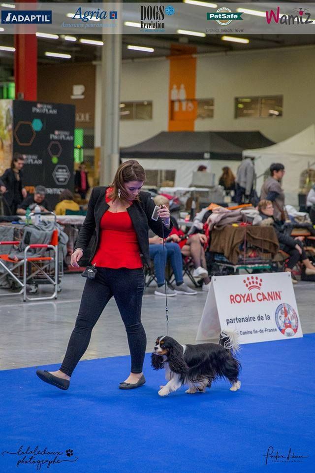 CH. Mr cute elensis the royal choice - 3ème TB