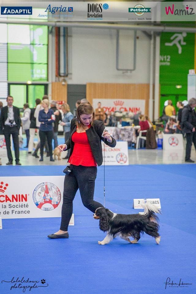 CH. Mr cute elensis the royal choice - 3ème TB