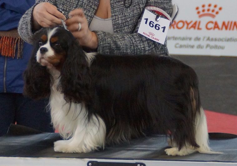CH. Mr cute elensis the royal choice - 1er excellent CACS