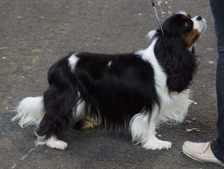 CH. Mr cute elensis the royal choice - 1er excellent CACS