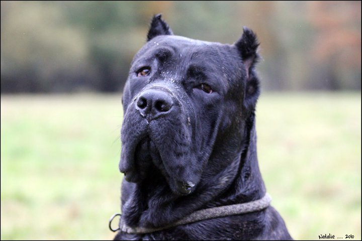 Publication : di Re Manfredi Auteur : NATALIE LAVIGNE