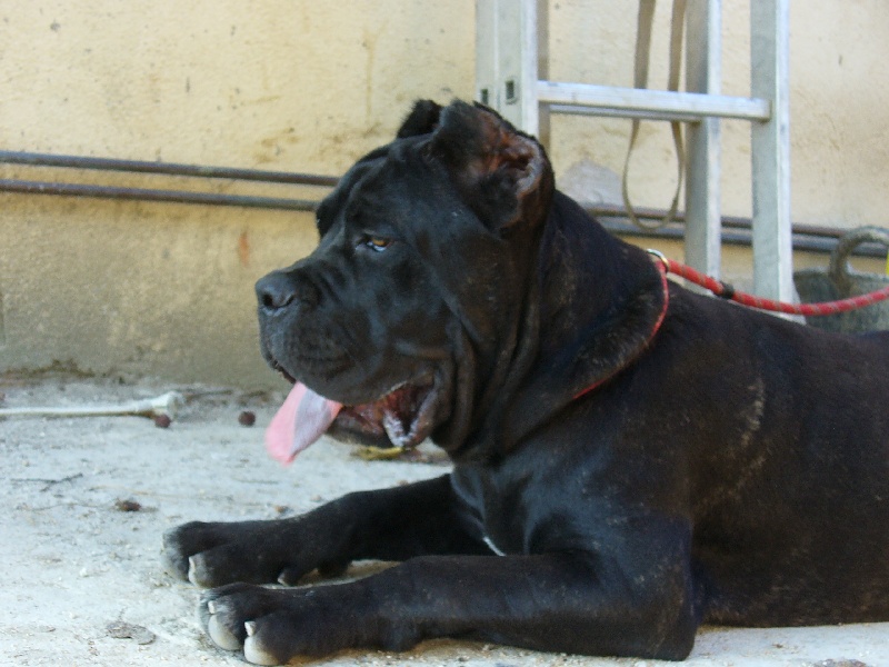 Publication : di Re Manfredi Auteur : Montse Fdez