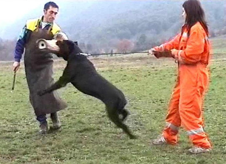 Publication : di Re Manfredi Auteur : Paolo Renzullo