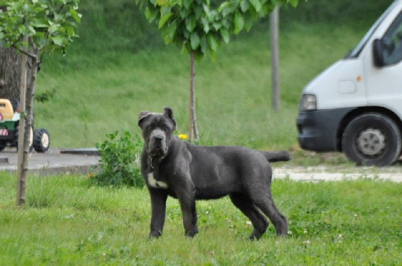 Publication : di Re Manfredi Auteur : re manfredi