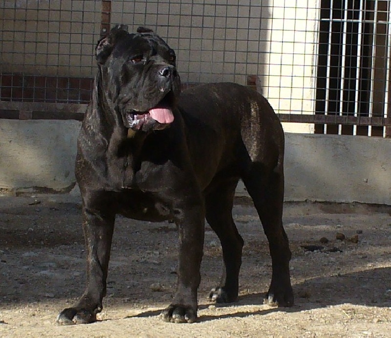 Publication : di Re Manfredi Auteur : Montse Fdez