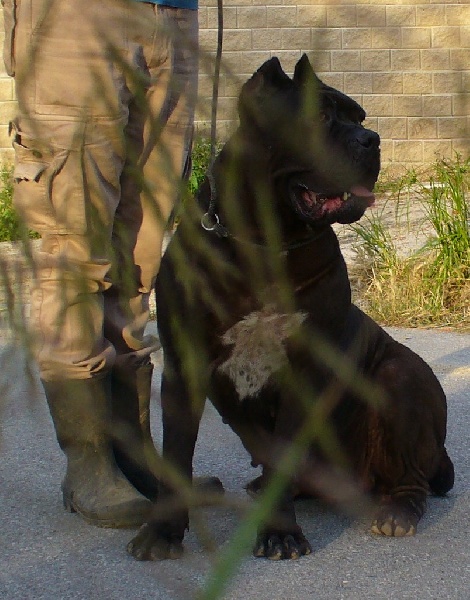 Publication : di Re Manfredi