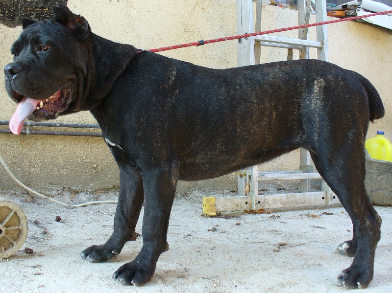 Publication : di Re Manfredi Auteur : Montse Fdez