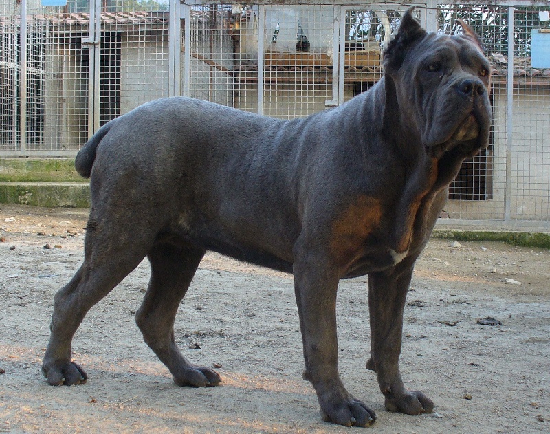 Publication : di Re Manfredi