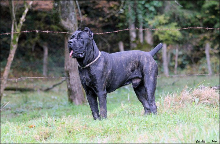 Publication : di Re Manfredi Auteur : NATALIE LAVIGNE