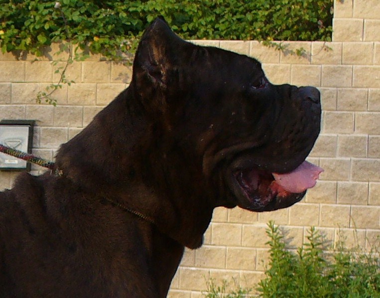 Publication : di Re Manfredi