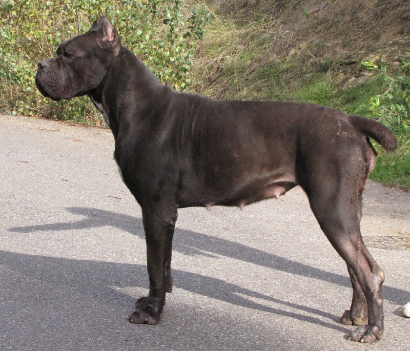 Publication : di Re Manfredi