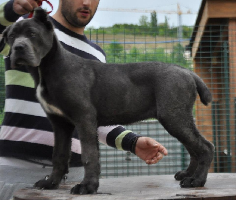 Publication : di Re Manfredi Auteur : re manfredi