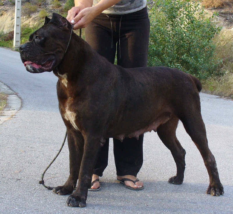 Publication : di Re Manfredi