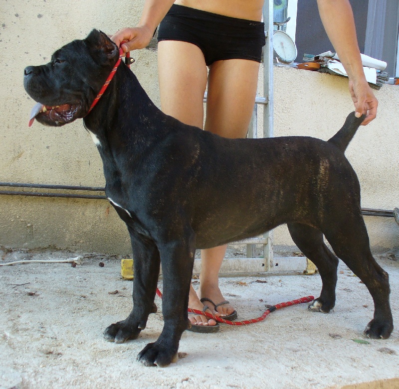 Publication : di Re Manfredi Auteur : Montse Fdez