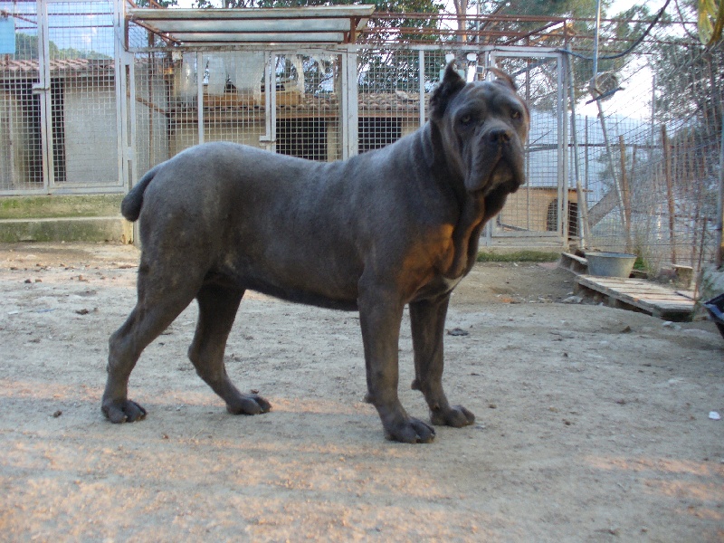 Publication : di Re Manfredi