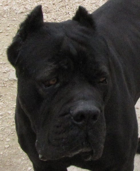 Publication : di Re Manfredi Auteur : Paolo Renzullo