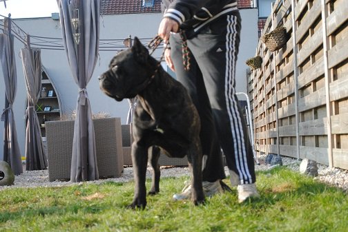 Publication : di Re Manfredi Auteur : Paolo Renzullo