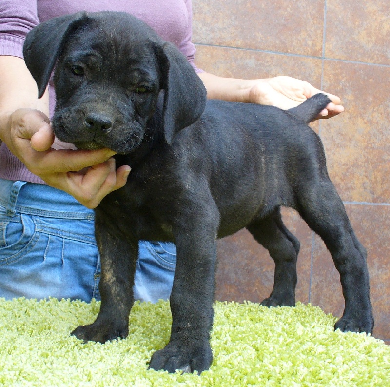 Publication : di Re Manfredi Auteur : Paolo Renzullo