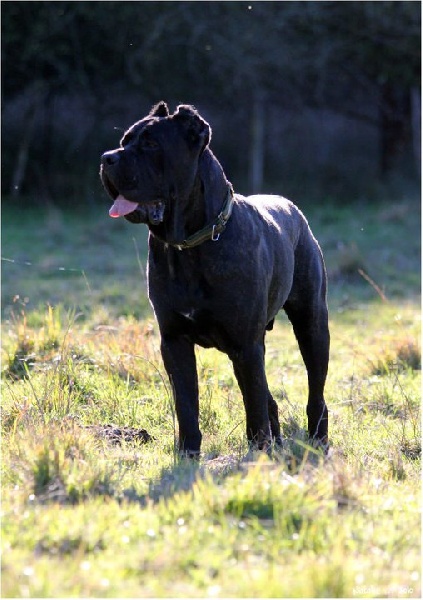 Publication : di Re Manfredi Auteur : NATALIE LAVIGNE