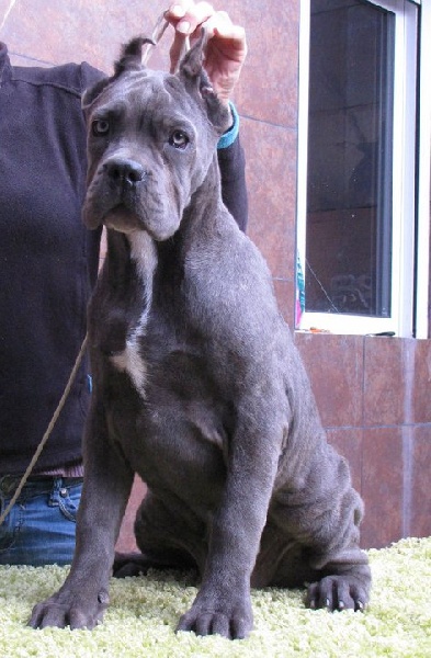 Publication : di Re Manfredi