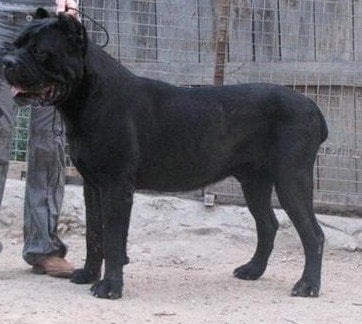 Publication : di Re Manfredi Auteur : Paolo Renzullo